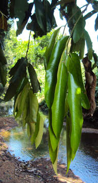 Image of Hopea ponga (Dennst.) D. J. Mabberley