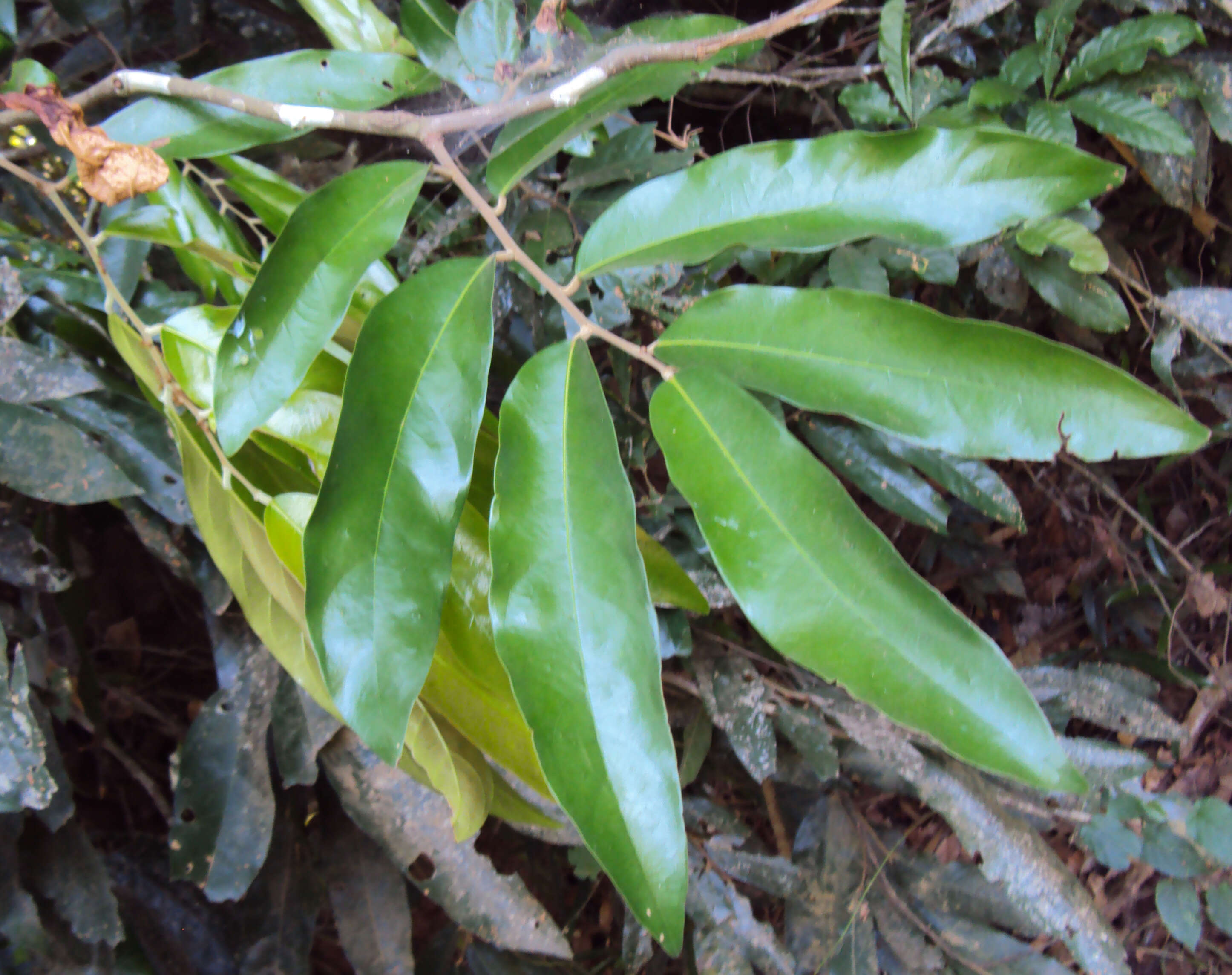 Image of Hopea ponga (Dennst.) D. J. Mabberley