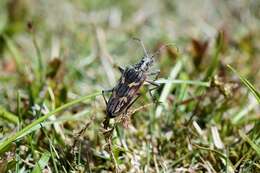 Image of Two-banded longhorn beetle