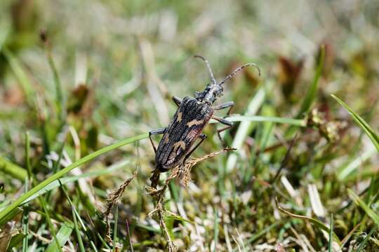 Image of Two-banded longhorn beetle