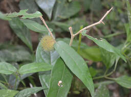 Image of Hopea ponga (Dennst.) D. J. Mabberley