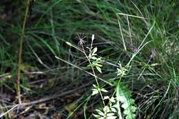 Image of Bidens subalternans DC.