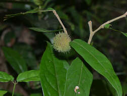 Image of Hopea ponga (Dennst.) D. J. Mabberley