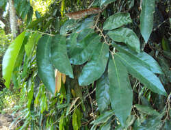 Image of Hopea ponga (Dennst.) D. J. Mabberley