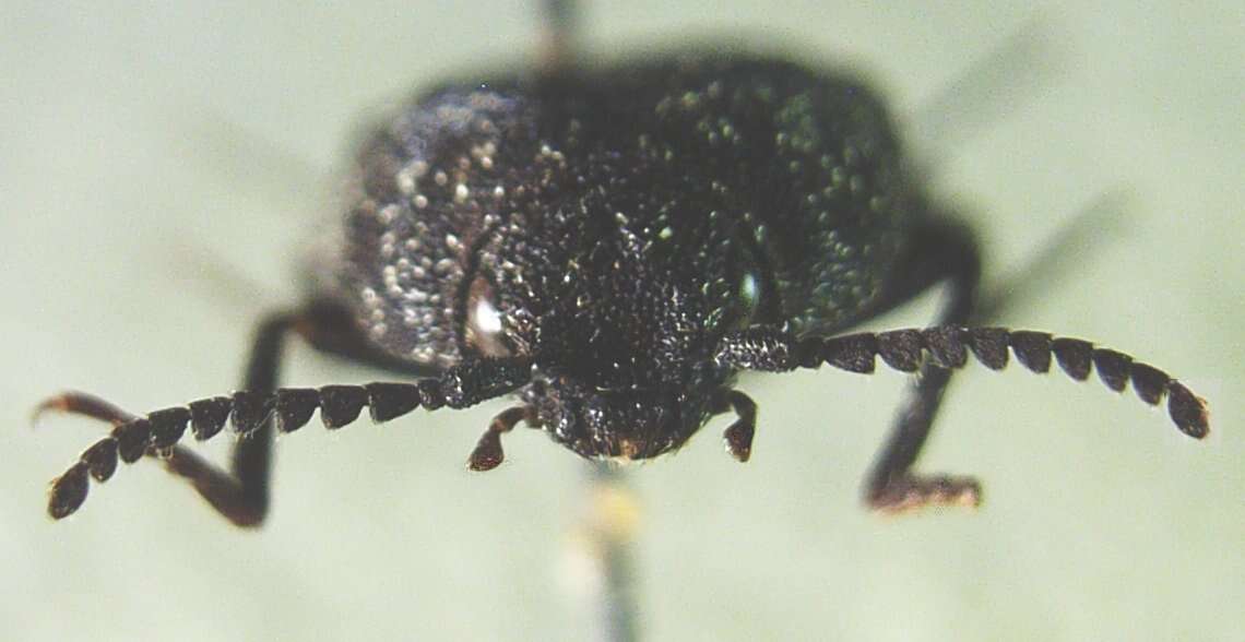 Image of Lacon punctatus