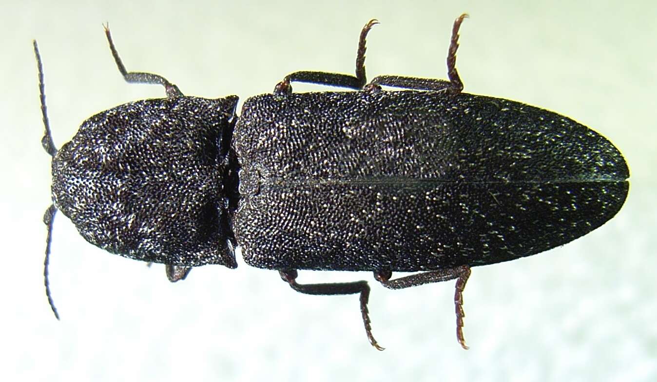 Image of Lacon punctatus