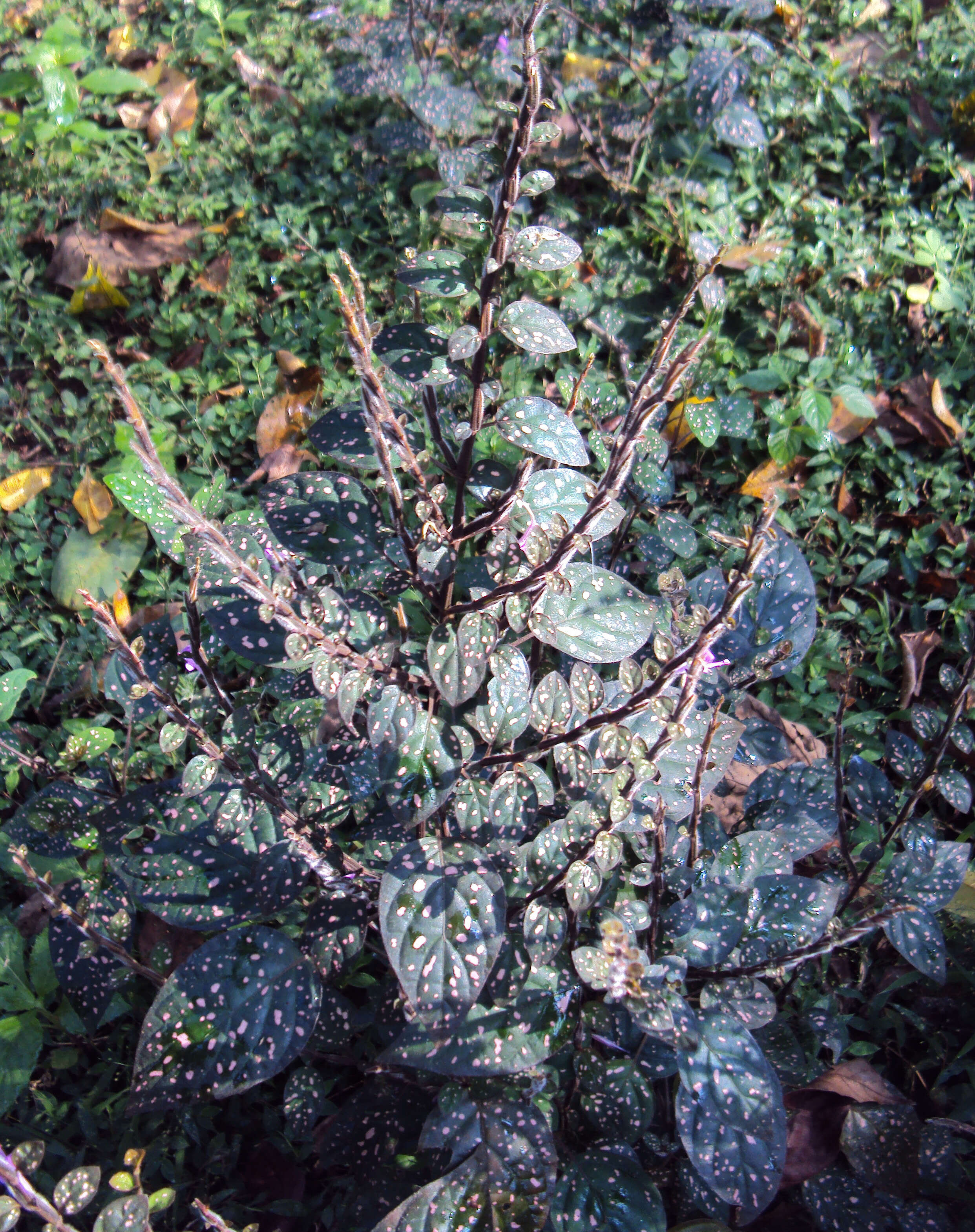 Hypoestes phyllostachya Baker resmi