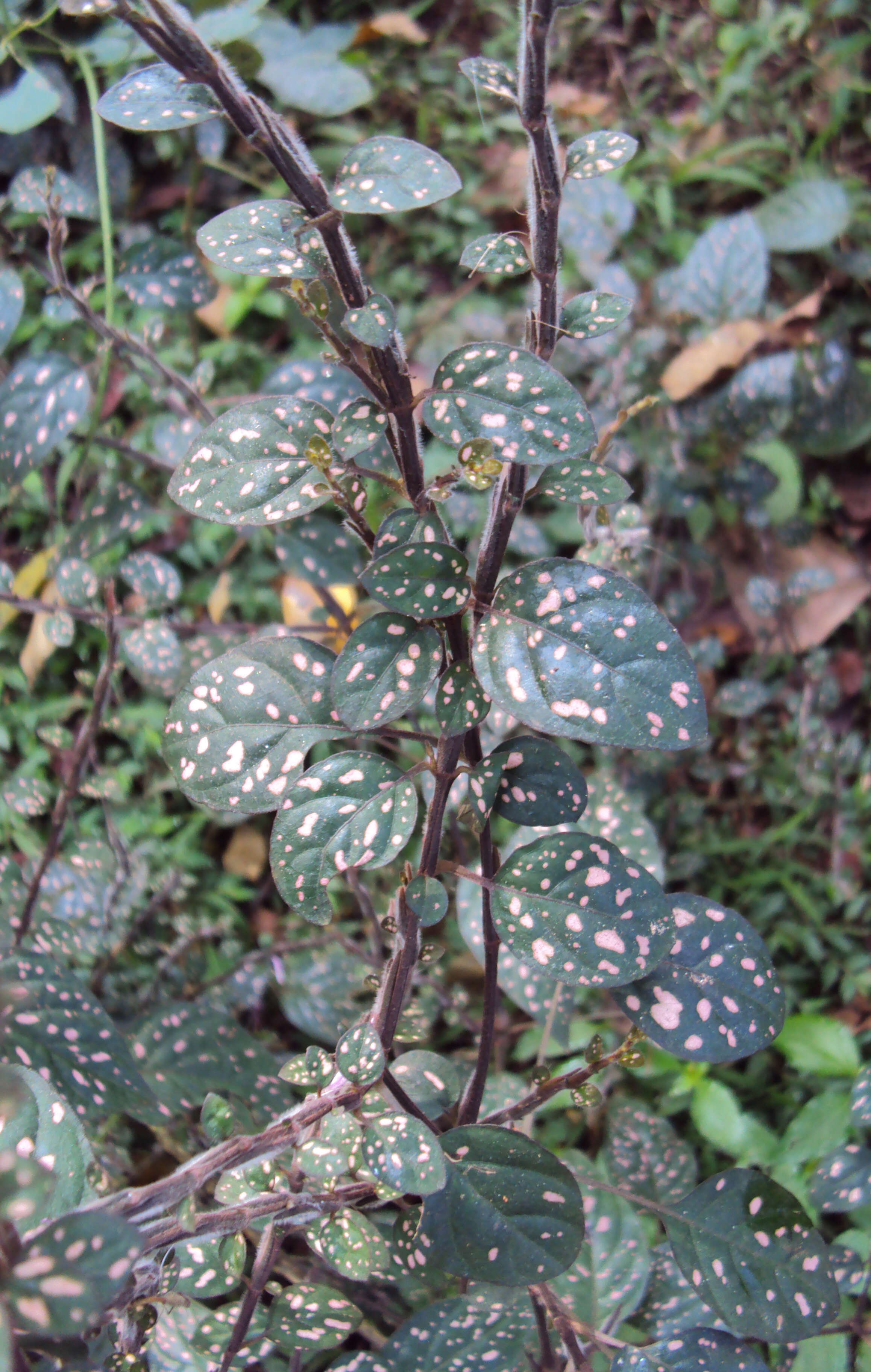 Hypoestes phyllostachya Baker resmi