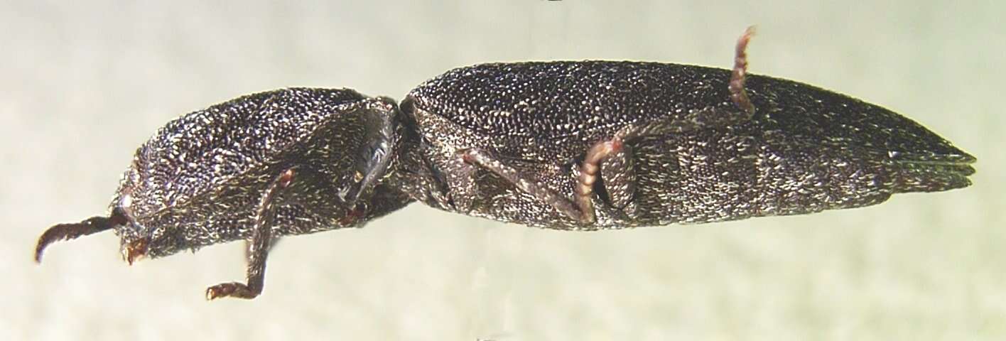 Image of Lacon punctatus