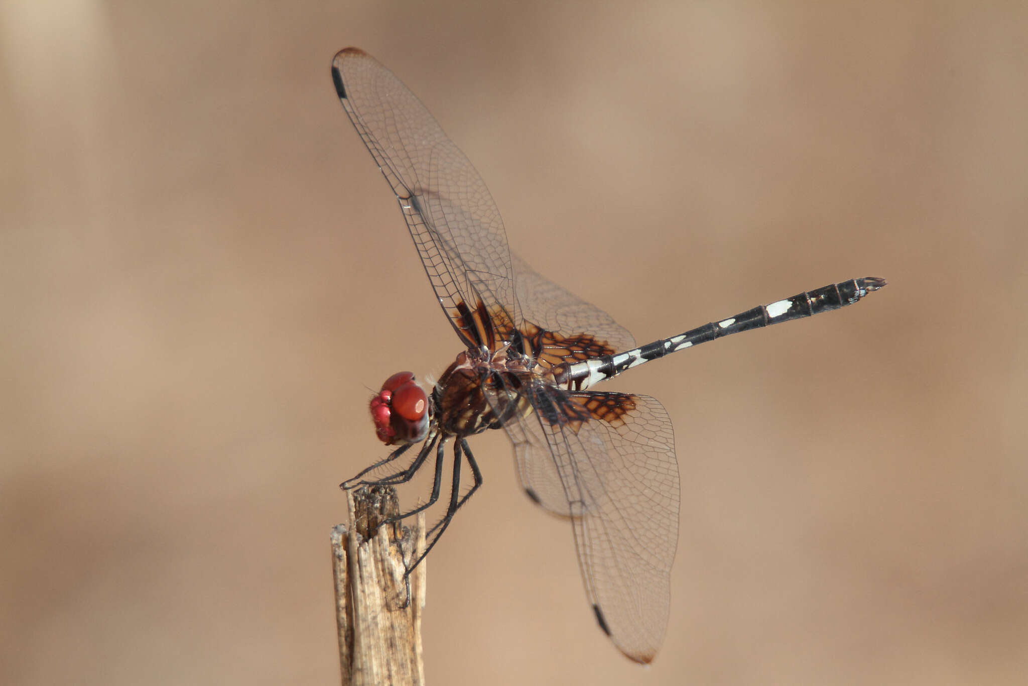 Image of Checkered Setwing