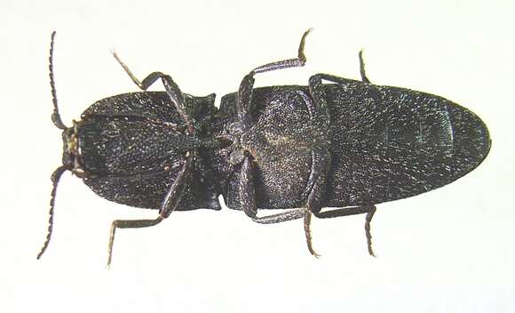 Image of Lacon punctatus