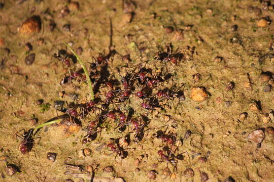 Image of Iridomyrmex purpureus (Smith 1858)