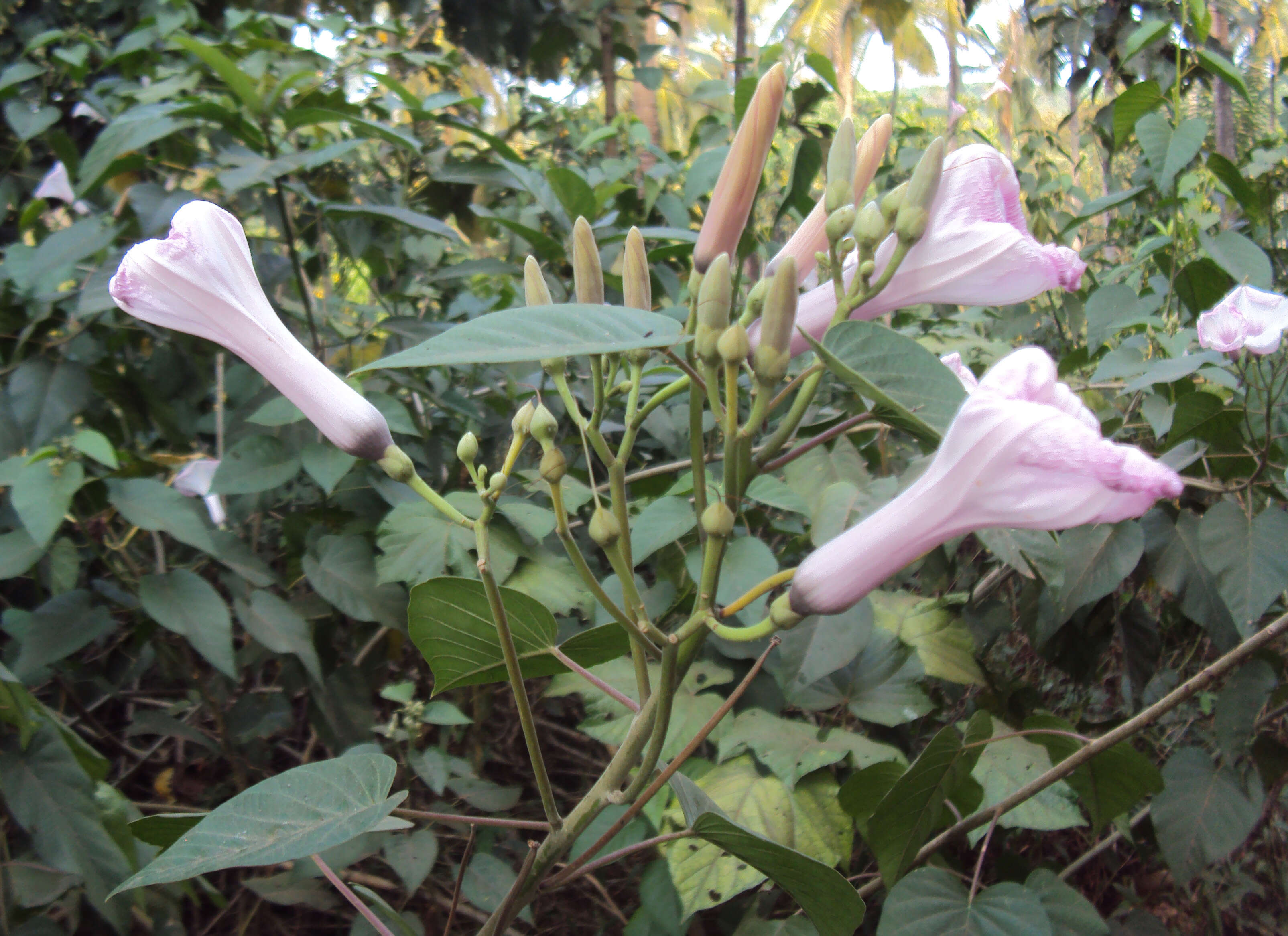 Слика од Ipomoea carnea Jacq.