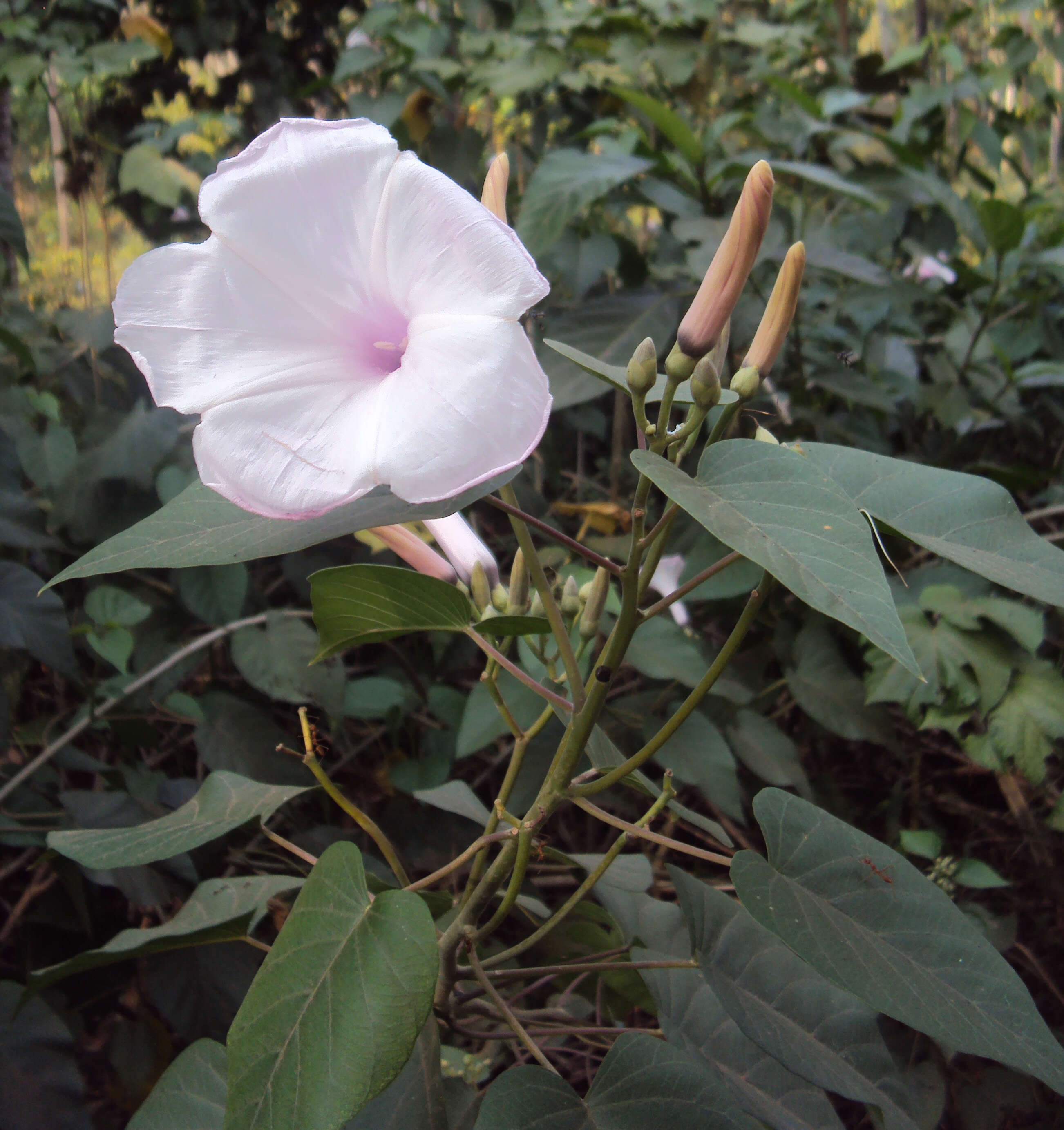 Слика од Ipomoea carnea Jacq.