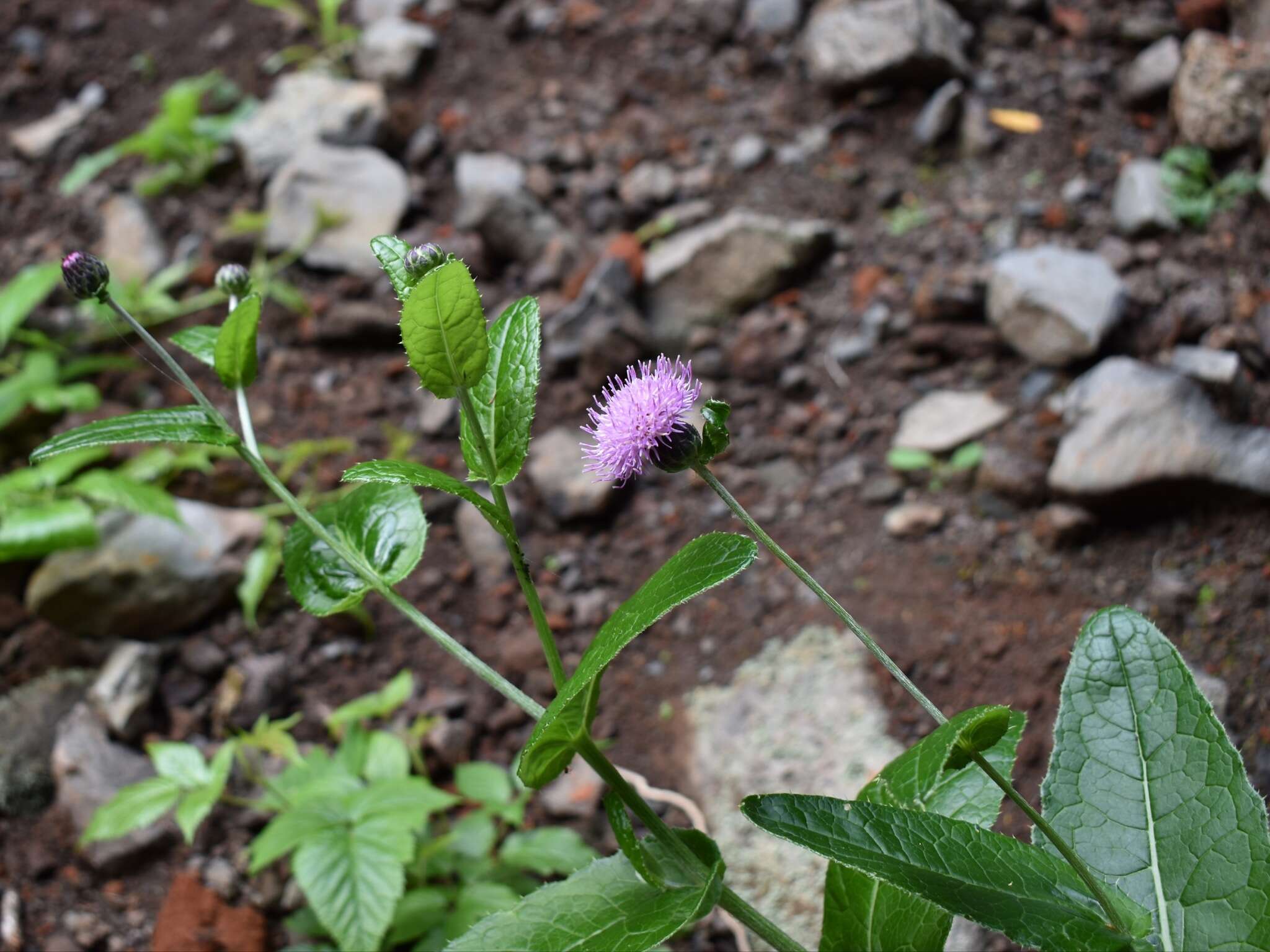 Image of Cirsium latifolium Lowe