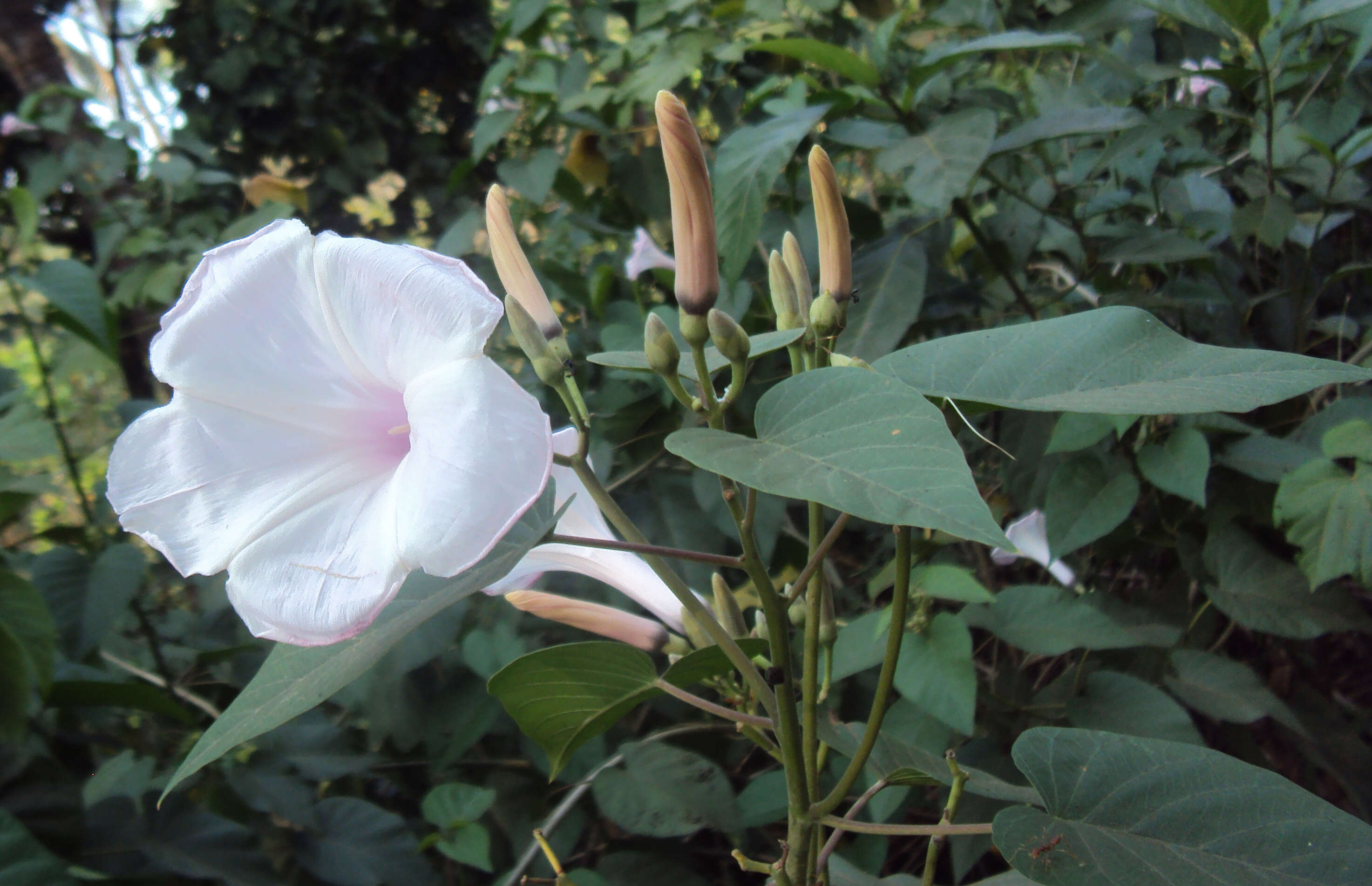 Слика од Ipomoea carnea Jacq.