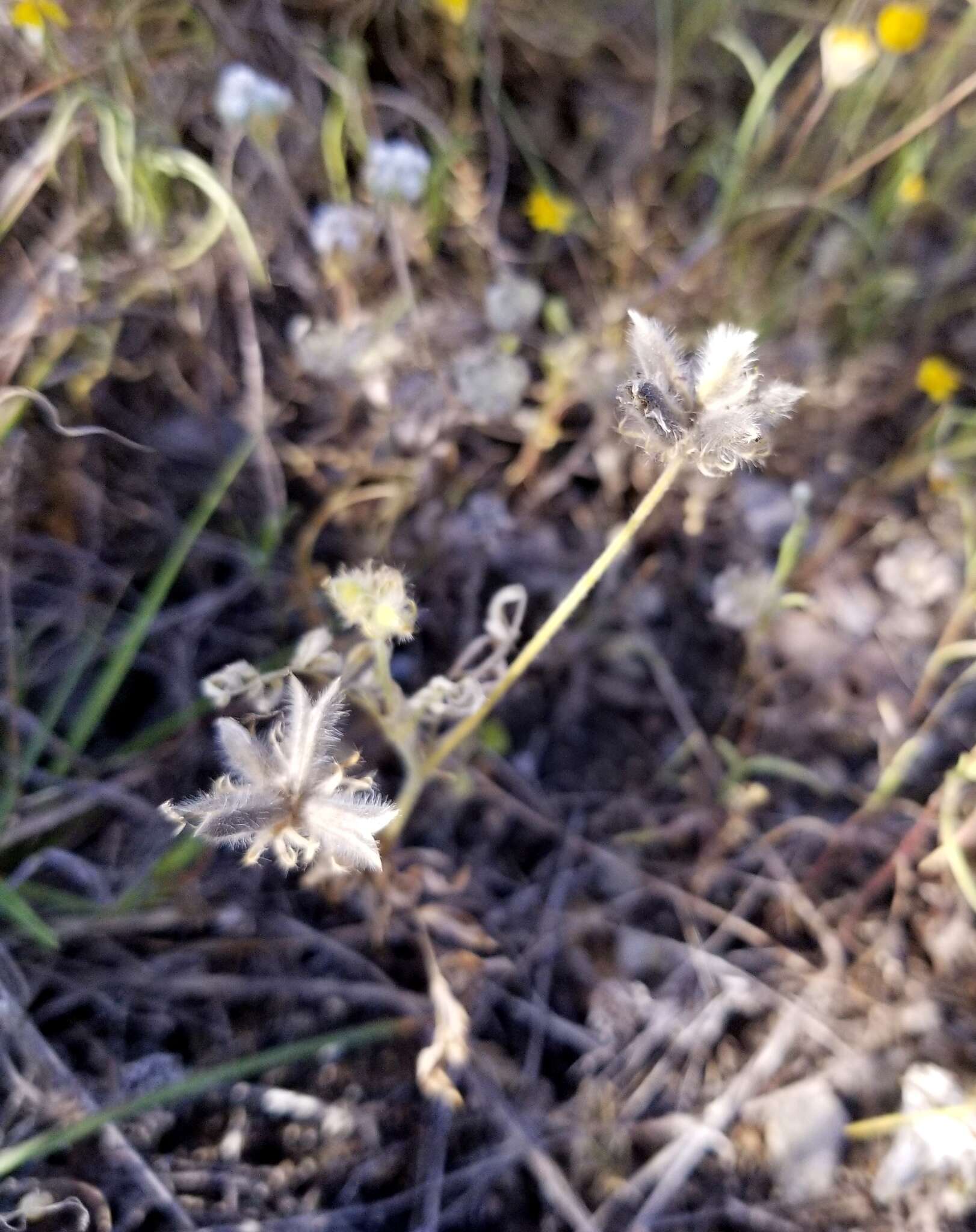 Sivun Astragalus wrightii A. Gray kuva