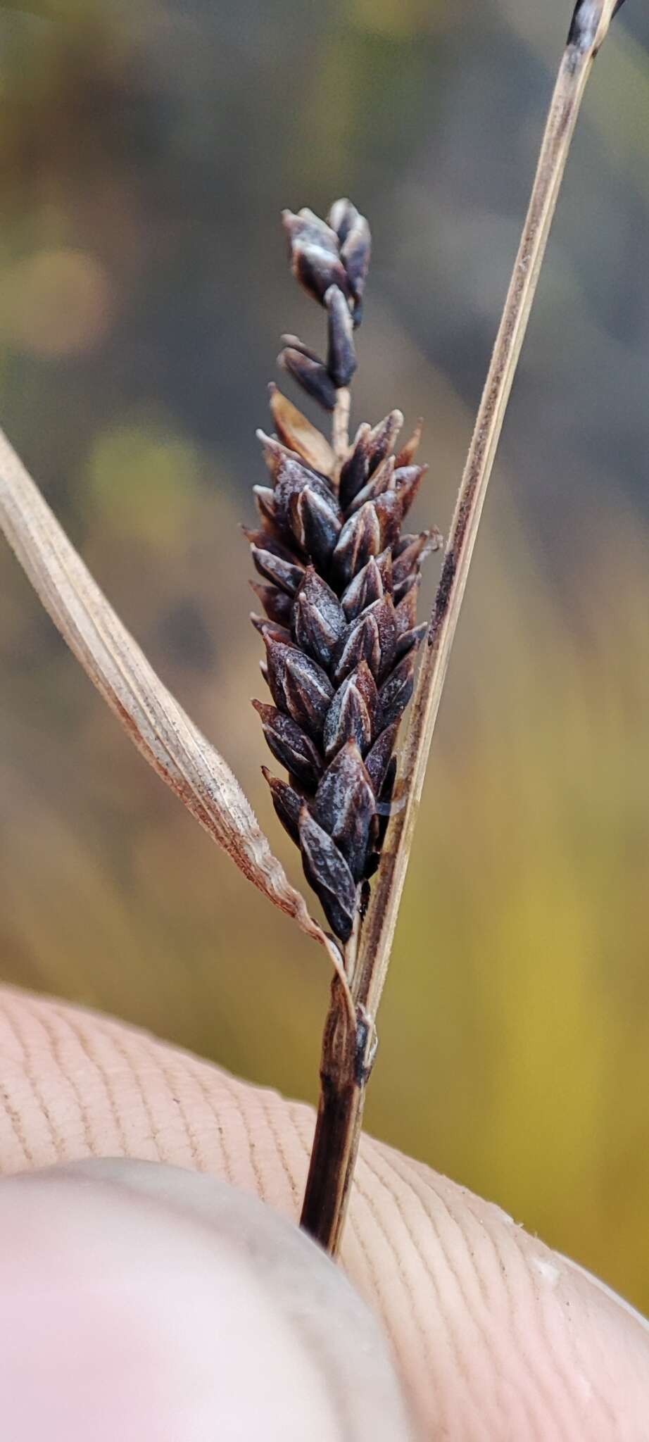 Image of Russet sedge