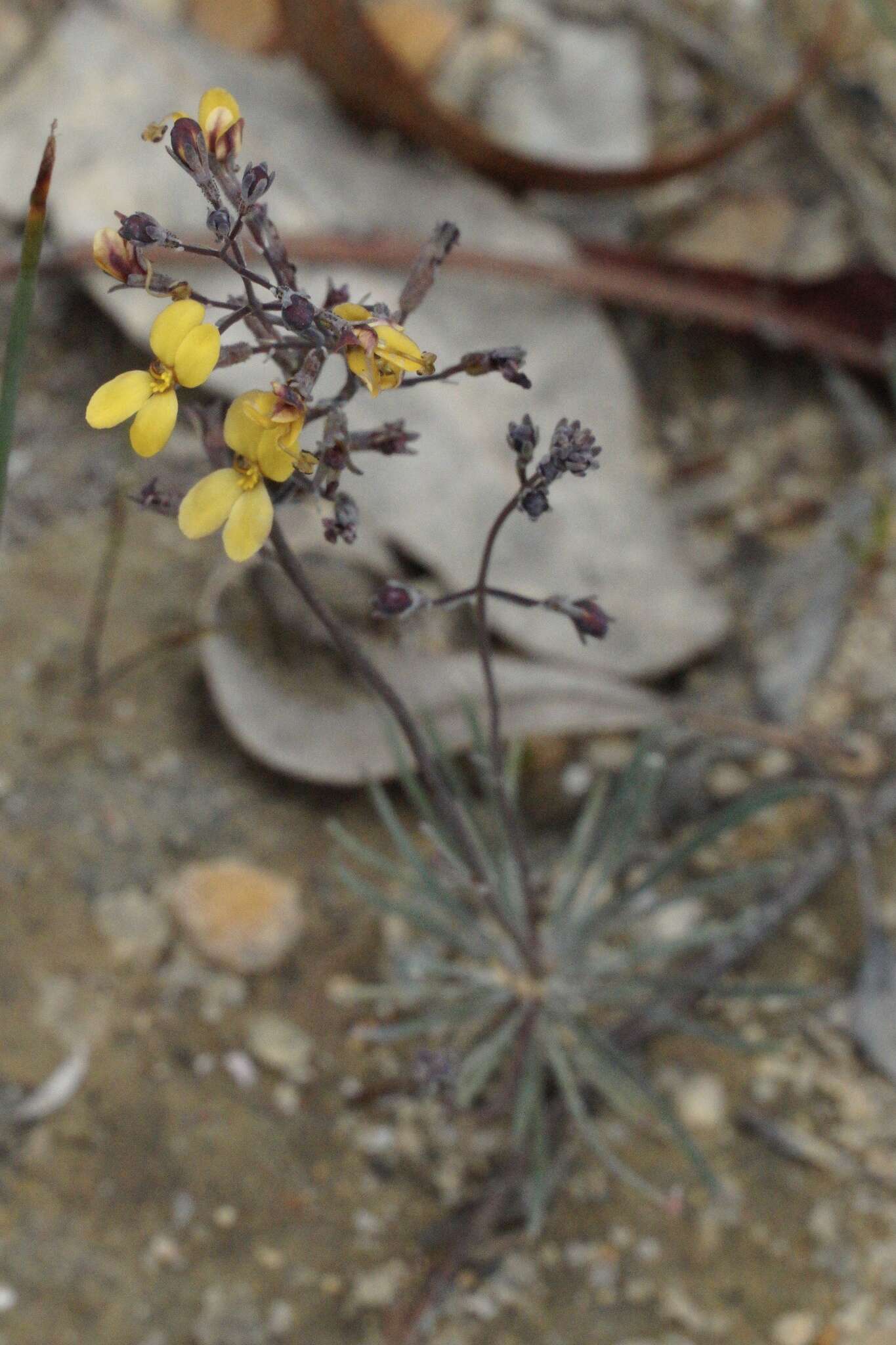 Image of Stylidium luteum R. Br.