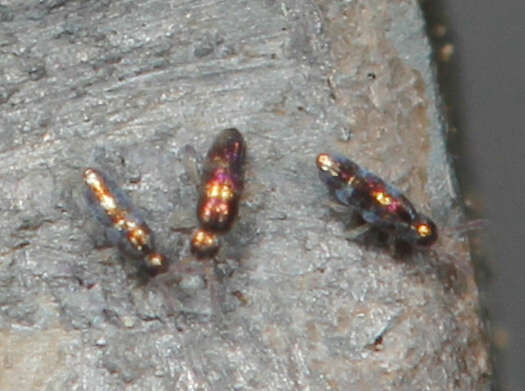 Imagem de Lepidocyrtus (Lanocyrtus) fimicolus Mari Mutt & JA 1988