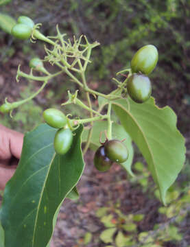 Imagem de Jasminum malabaricum Wight