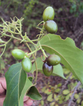 Imagem de Jasminum malabaricum Wight