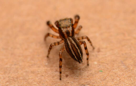 Marpissa lineata (C. L. Koch 1846) resmi