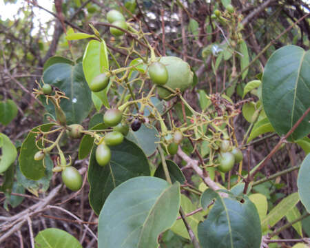 Imagem de Jasminum malabaricum Wight