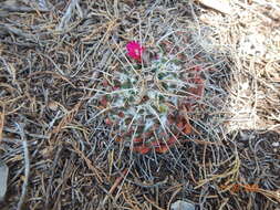 صورة Mammillaria compressa subsp. centralifera (Repp.) D. R. Hunt