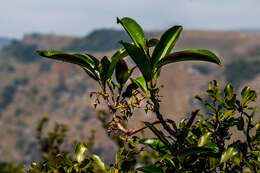 Petopentia natalensis (Schltr.) Bullock resmi