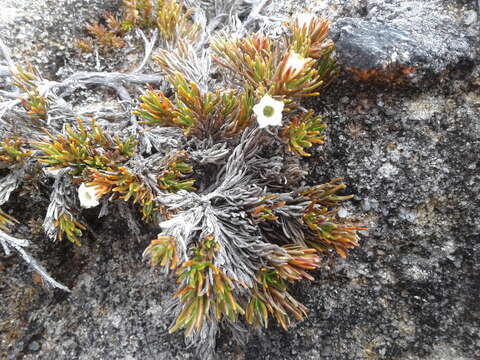 Image of Dracophyllum densum W. R. B. Oliv.