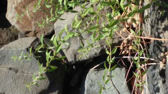 Image of Bugleweed