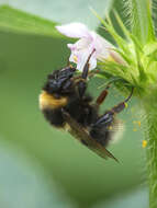 Image of Small garden bumblebee