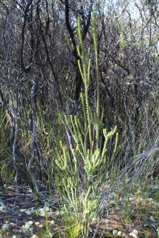 Imagem de Epacris pauciflora A. Rich.