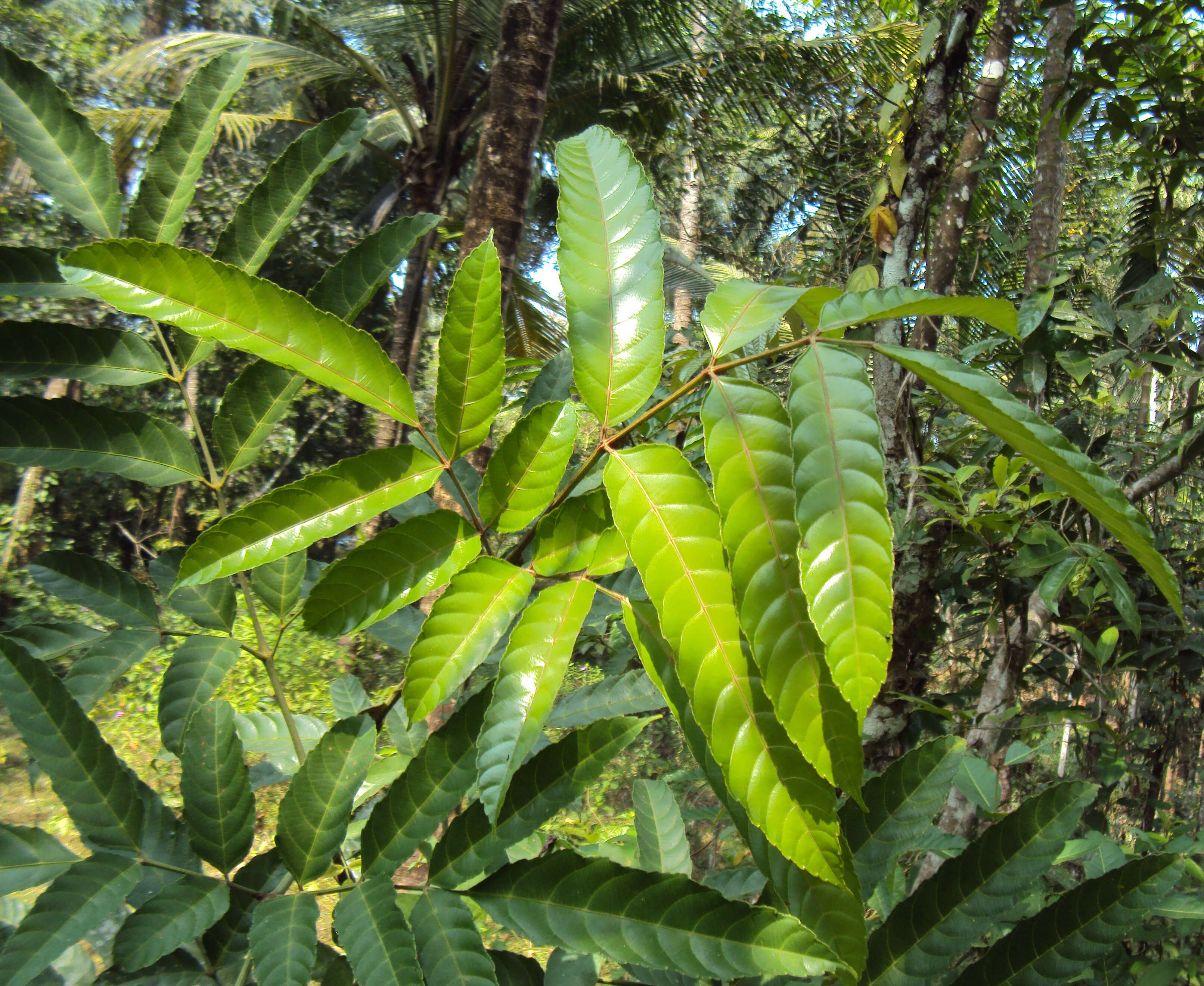 Image of bandicoot-berry