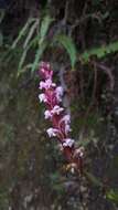 صورة Satyrium nepalense var. nepalense