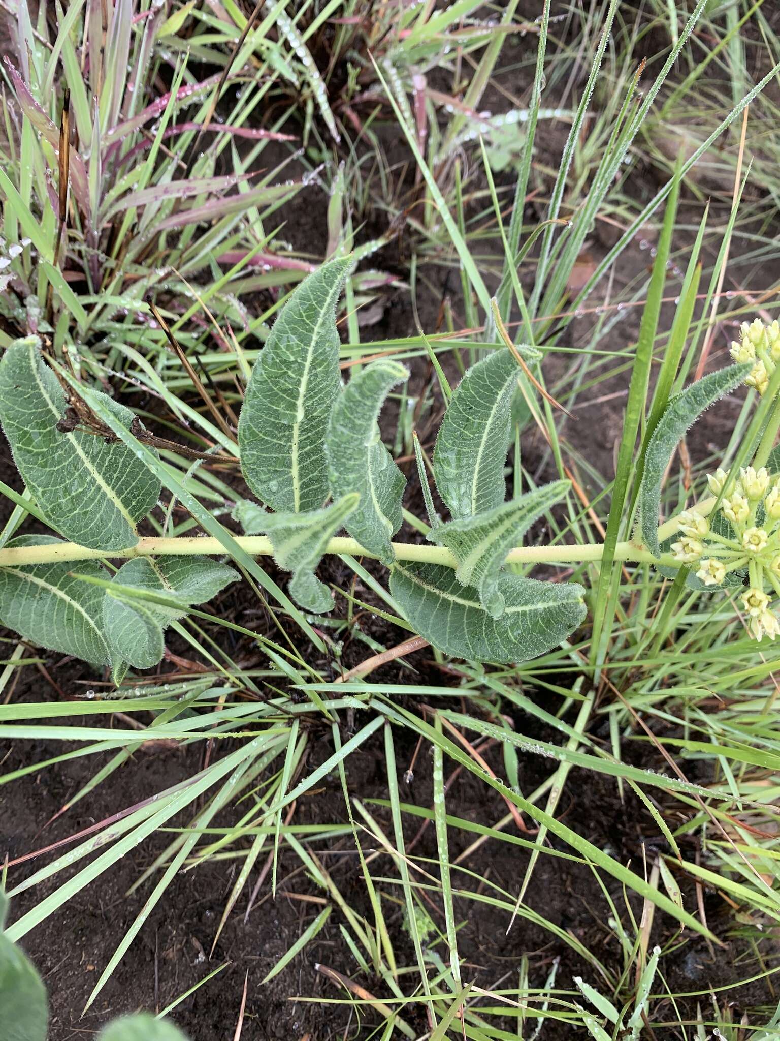 Image de Xysmalobium acerateoides (Schltr.) N. E. Br.