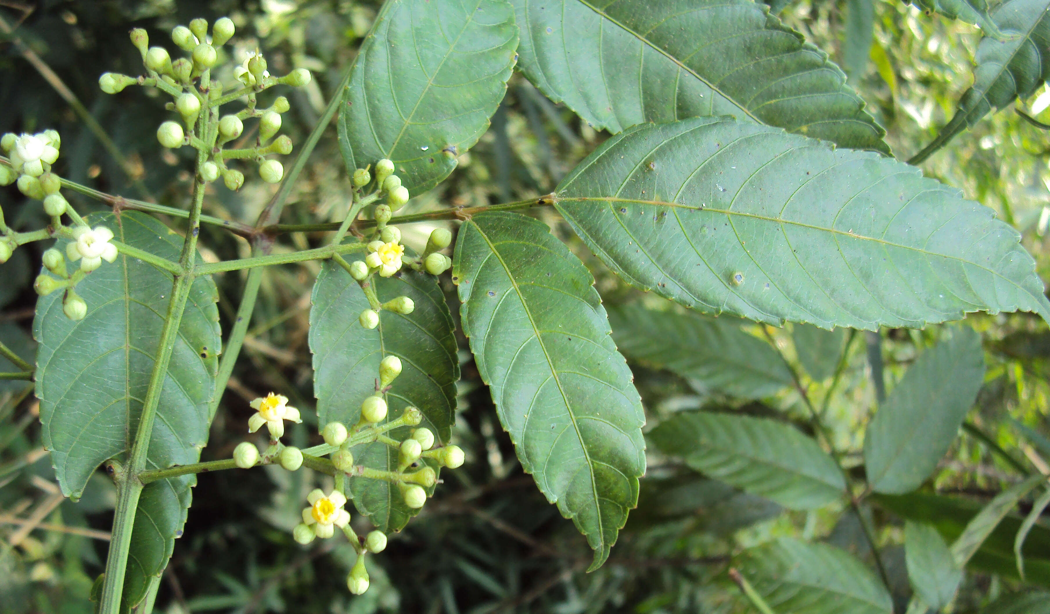 Image of bandicoot-berry