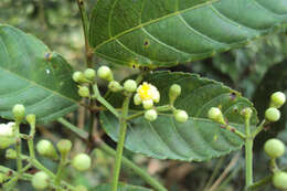 Leea indica (Burm. fil.) Merr. resmi