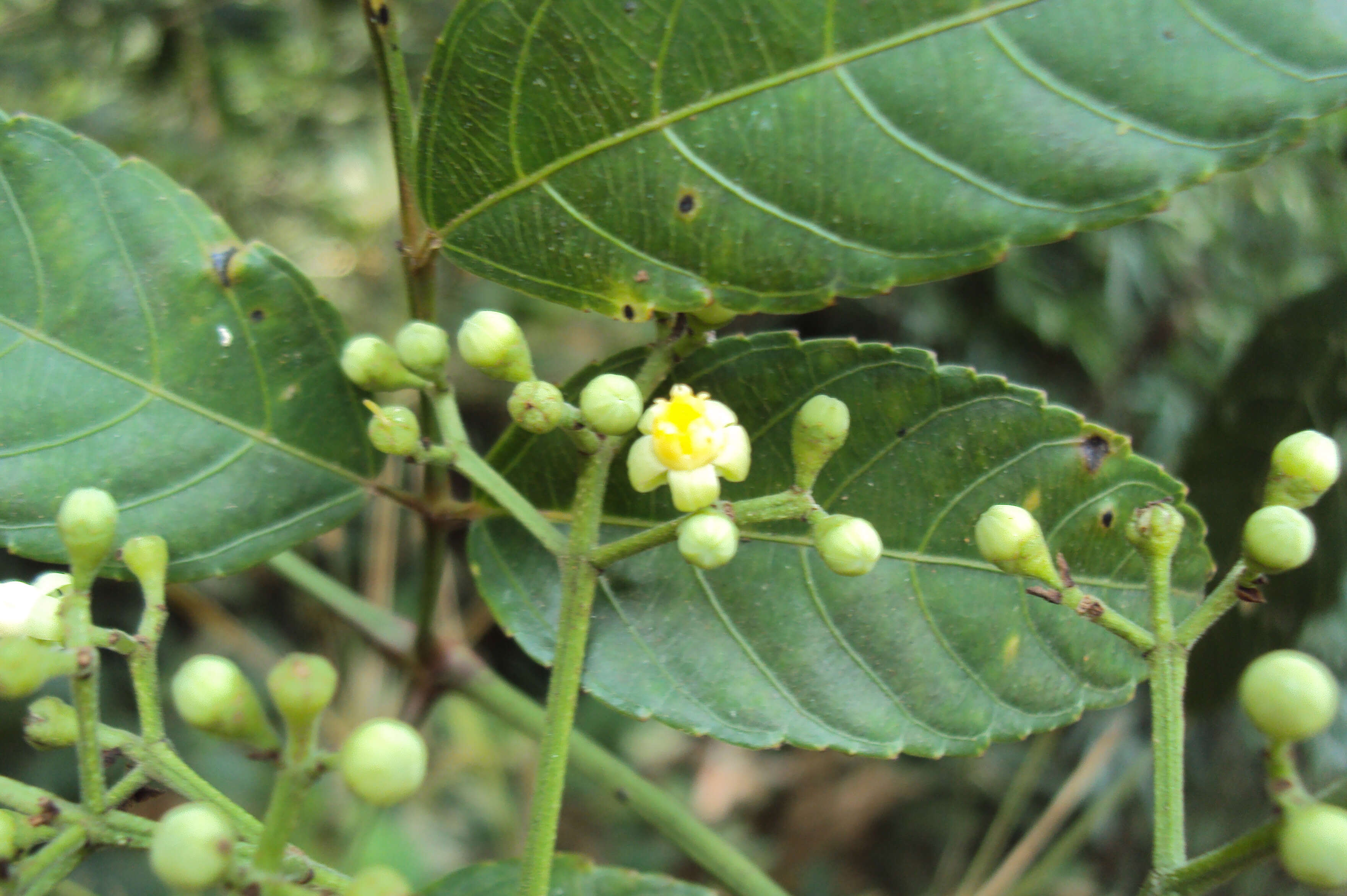 Image of bandicoot-berry