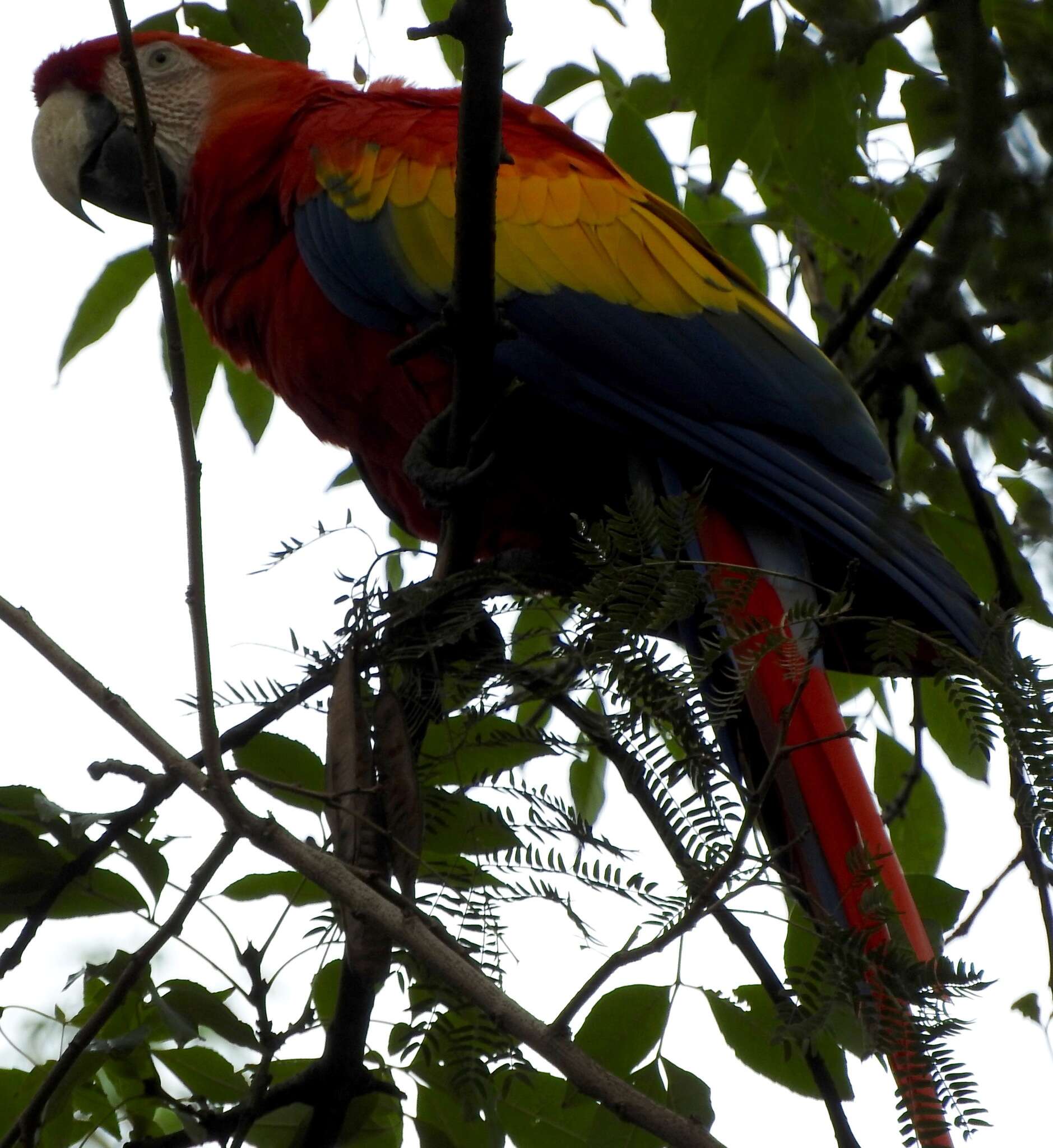 Image of Scarlet Macaw