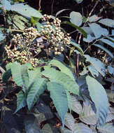 Leea indica (Burm. fil.) Merr. resmi