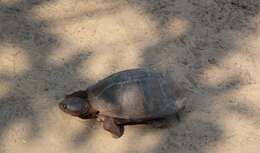 Image of West African black turtle