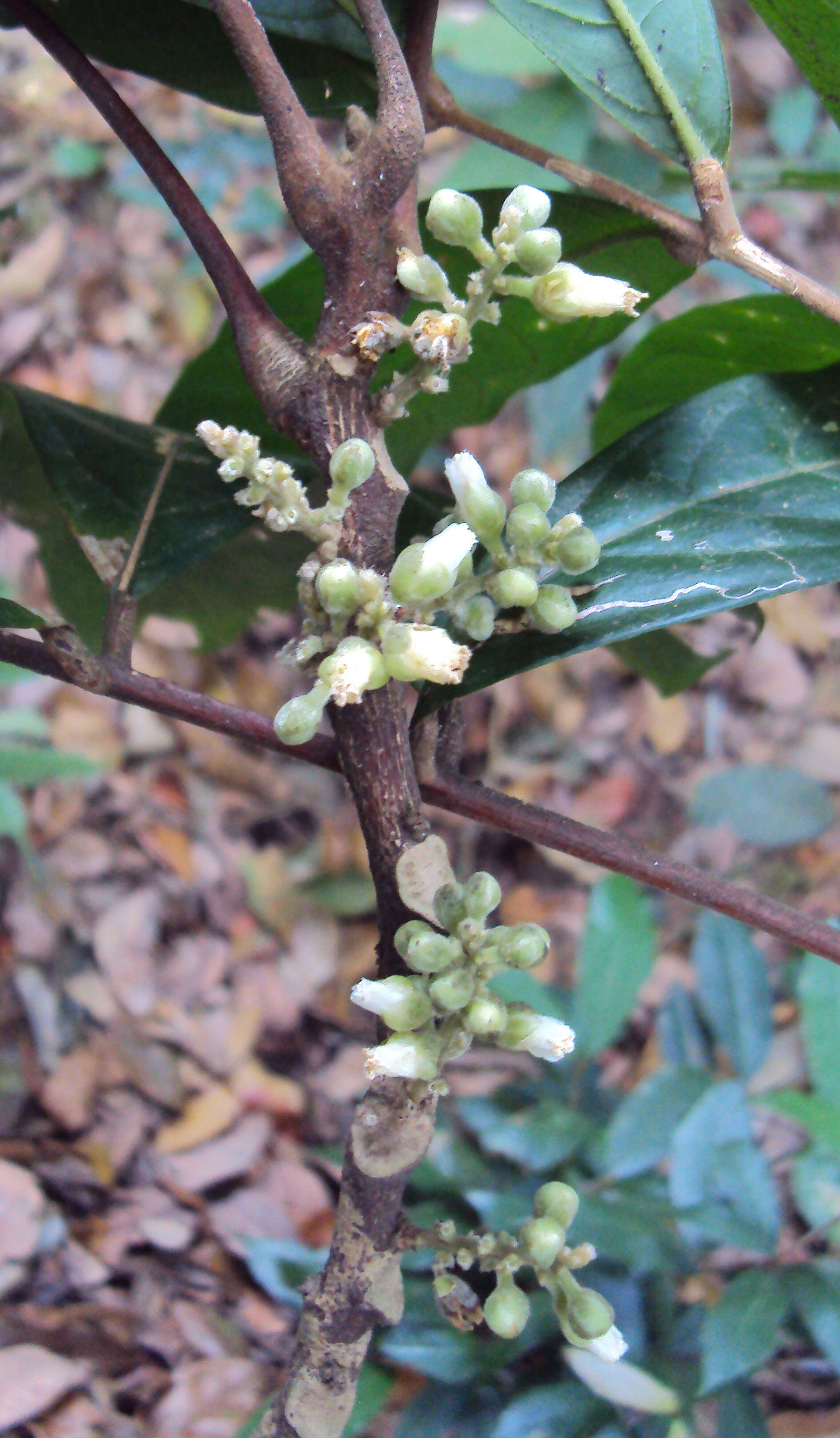 Image of Lepisanthes tetraphylla (Vahl) Radlk.