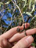 Image of Eucalyptus lateritica M. I. H. Brooker & S. D. Hopper