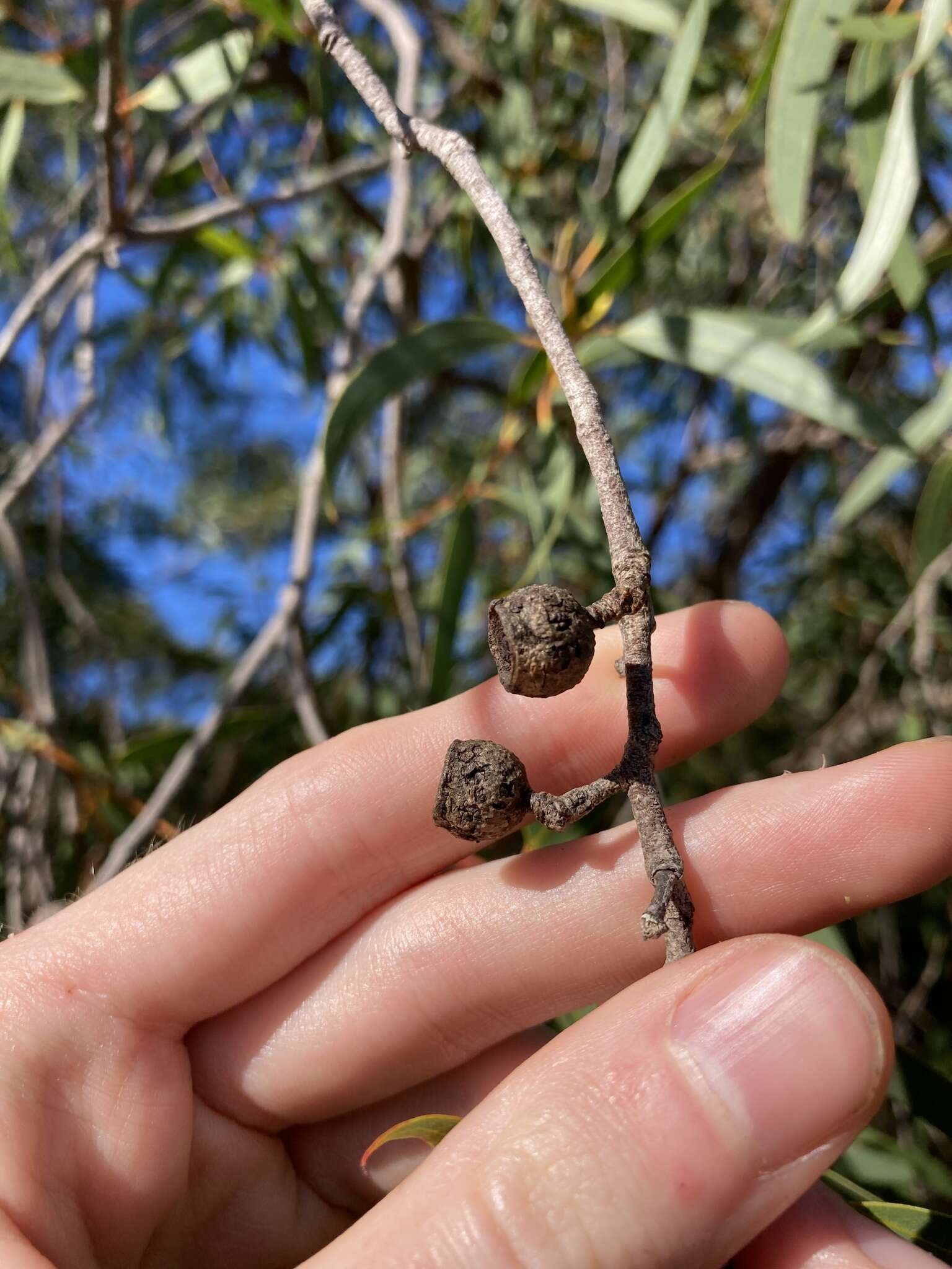 Image of Eucalyptus lateritica M. I. H. Brooker & S. D. Hopper