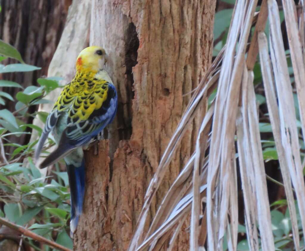 Image of Pale-headed Rosella