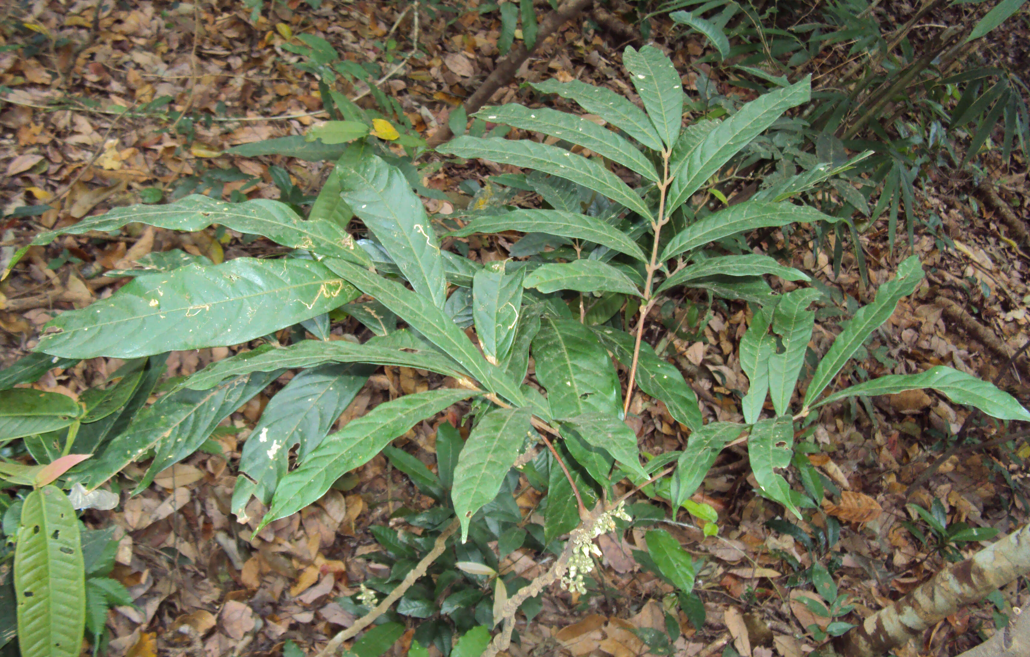 Image of Lepisanthes tetraphylla (Vahl) Radlk.