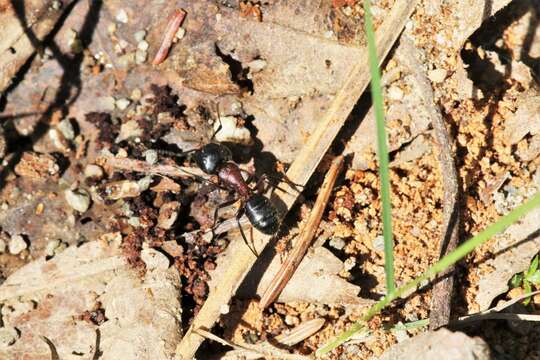 Image of Camponotus herculeanus (Linnaeus 1758)