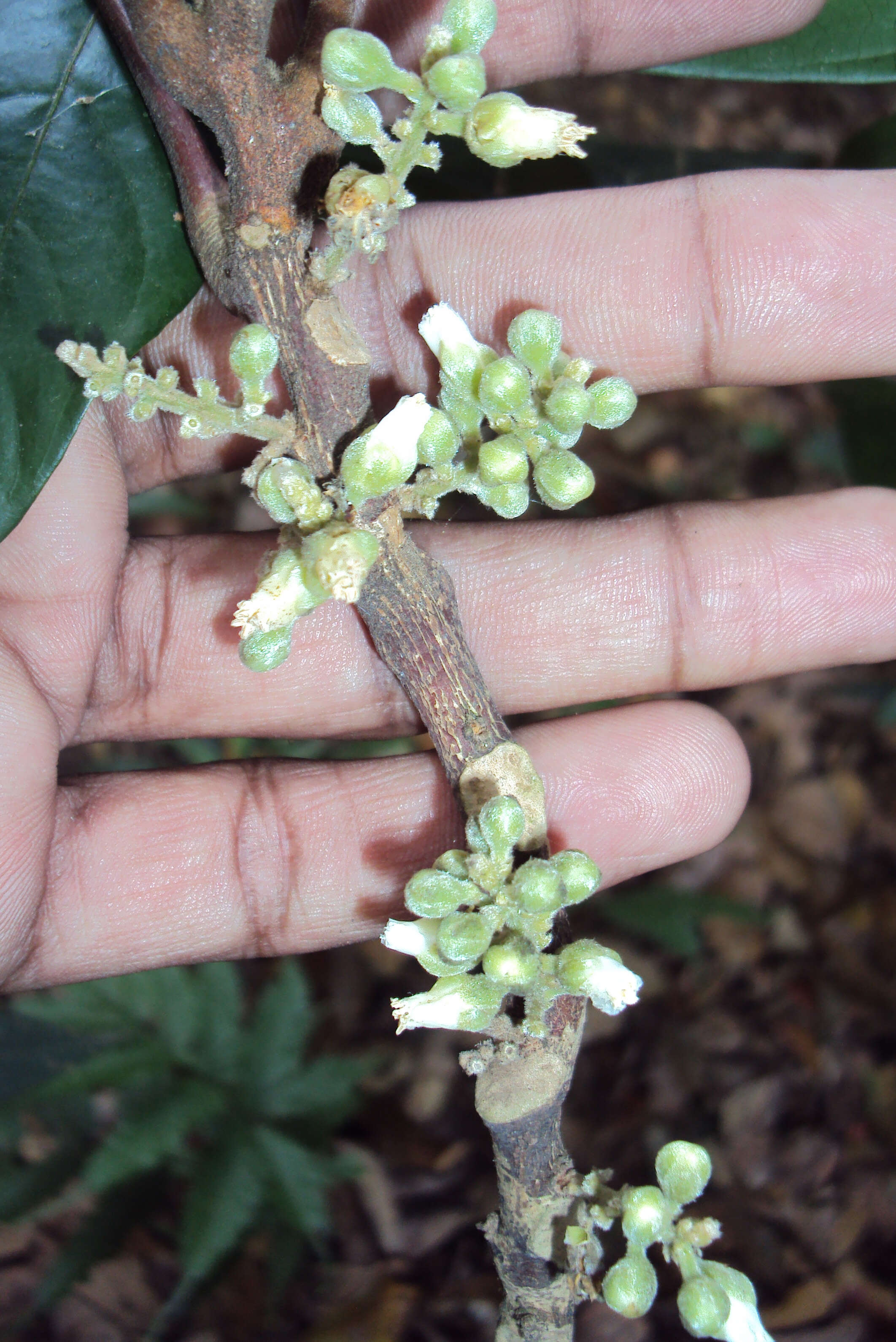 Image of Lepisanthes tetraphylla (Vahl) Radlk.